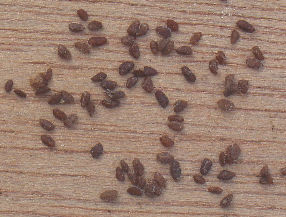 معرفی و راهنمای پرورش گیاهان دارویی - بارهنگ کبیر